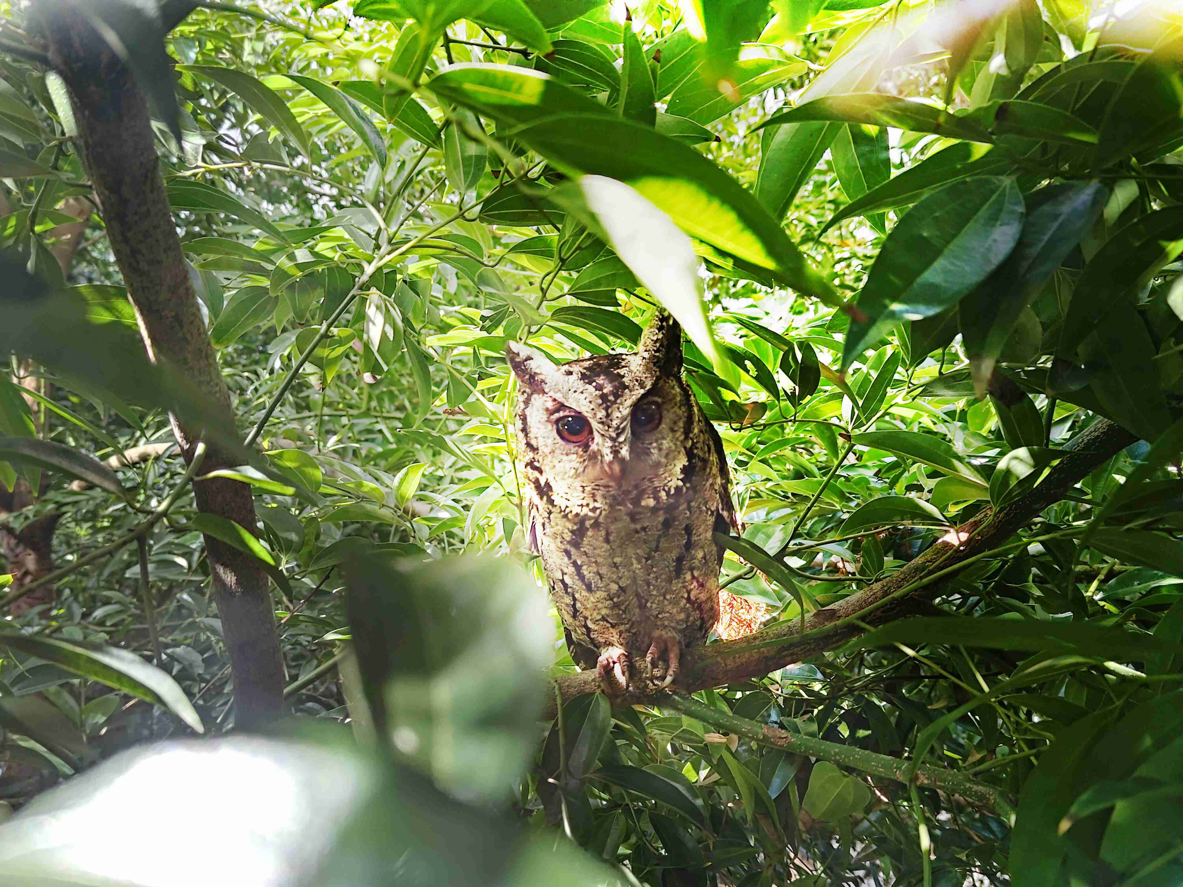 红龙扑克致力提倡净零绿生活，，，，16年以来在全球各厂区植树逾百万棵，，造就各厂区树木蔚然成林，，犹如森林工厂，，，，成为许多生物的栖息地